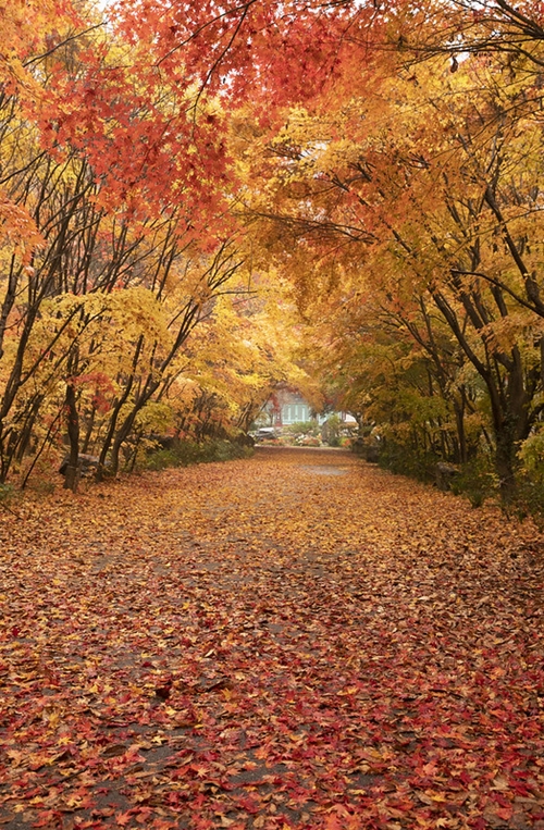 Fall foliage around Naejangsan Mountain (Korea.net DB)