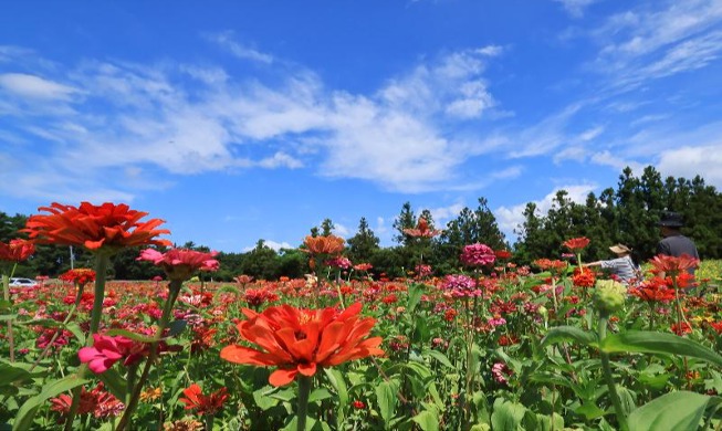 Common zinnias in full bloom under Jeju Island's blue sky