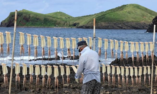 Hanging squid drying in sea breeze